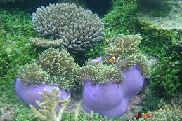 Dive in Karimunjawa