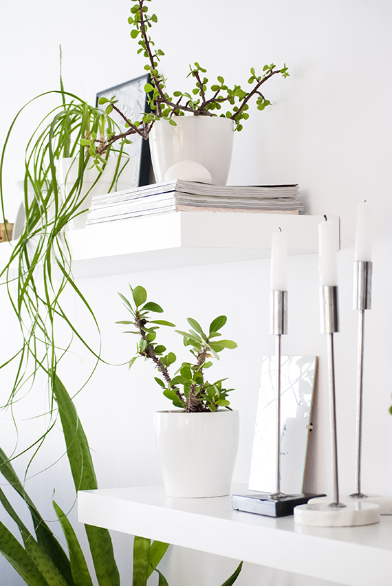 My plant shelfie | My Paradissi #urbanjunglebloggers