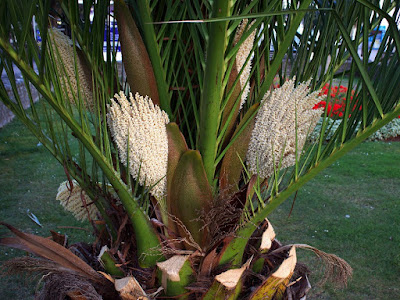 Fioritura Fioritura