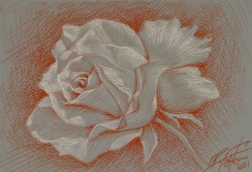 white rose drawing. white rose sanguine pastel