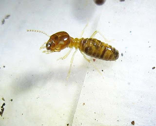 A Bulbitermes termite worker