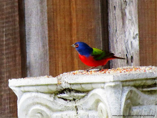 Painted Bunting in Florida