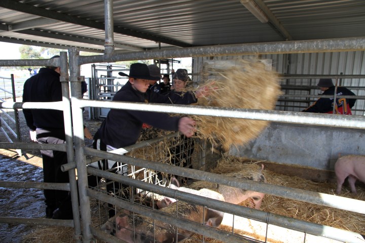 Changing straw for the piglets