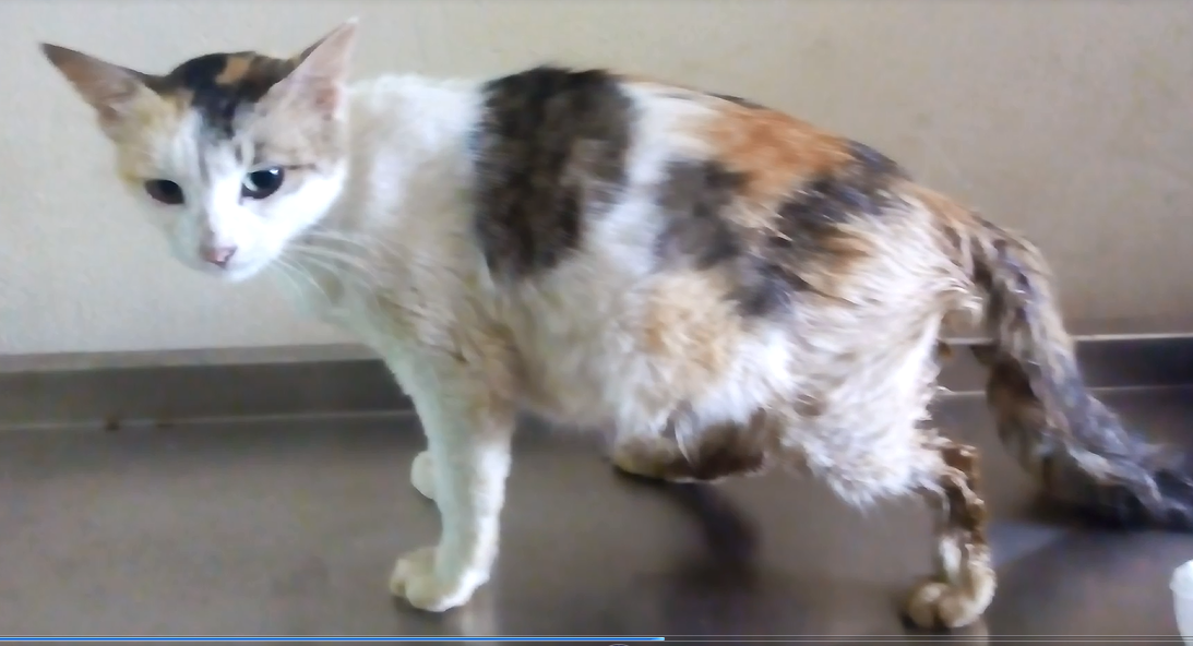 drssnairvet FELINE DYSTOCIA AND CESAREAN SECTION
