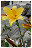 hemerocallis