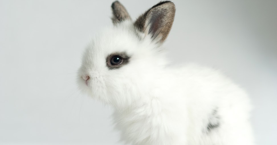 WHITE RABBIT Adorable bunny rabbits looking for new loving and caring