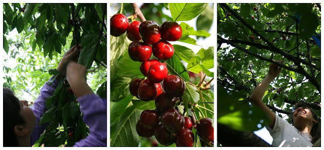 Cherry Trees