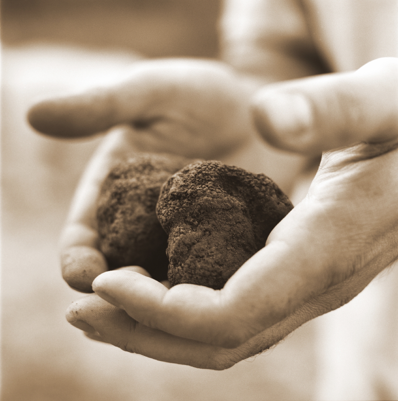 Avanti Savoia Fresh Black Truffles… from East Tennessee?