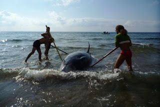 ΣΤΡΑΤΙΩΤΙΚΑ ΣΟΝΑΡ ΣΤΟ ΙΟΝΙΟ ΑΠΕΙΛΟΥΝ ΤΙΣ ΦΑΛΑΙΝΕΣ