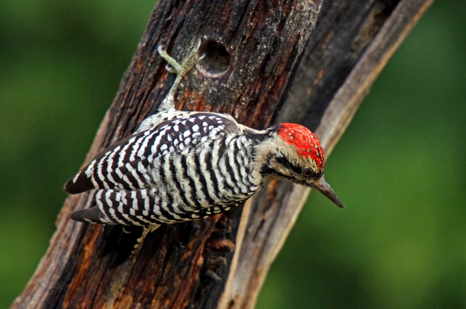 Hill Country Naturalist Ladderbacked Woodpecker
