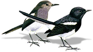 Bangladeshi National Bird