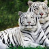 Τίγρεις Σιβηρίας σε ζωολογικό κήπο της Πάφου