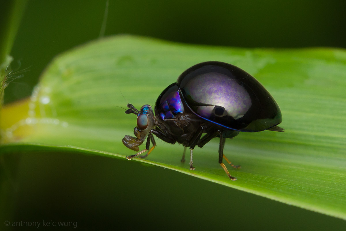Macro Photography Beetlebacked fly (Celyphidae)