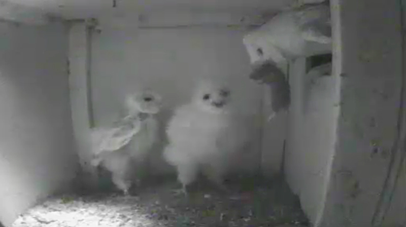 Kerry Birding Co Kerry Barn Owl Nest Live Web Cam
