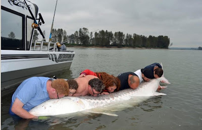 Record White Sturgeon
