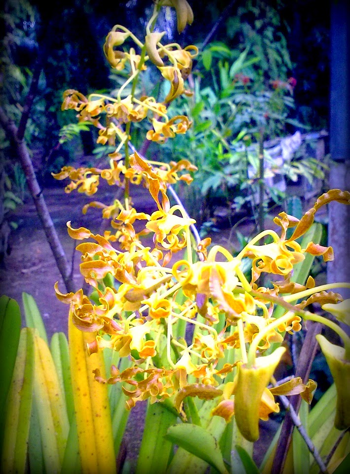 Bunga Orkid @ Anggerik Desa