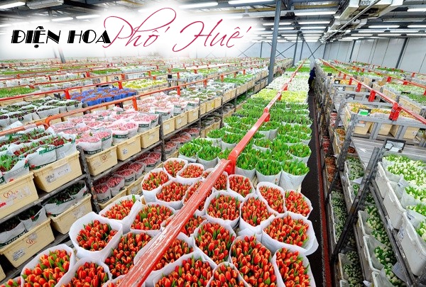 [Image: Ghe-tham-cho-hoa-tuoi-khong-lo-o-Ha-Lan-11.jpg]