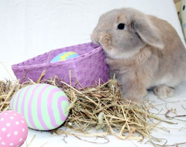 30 pictures of cute bunny, cute bunny pictures, cute bunny