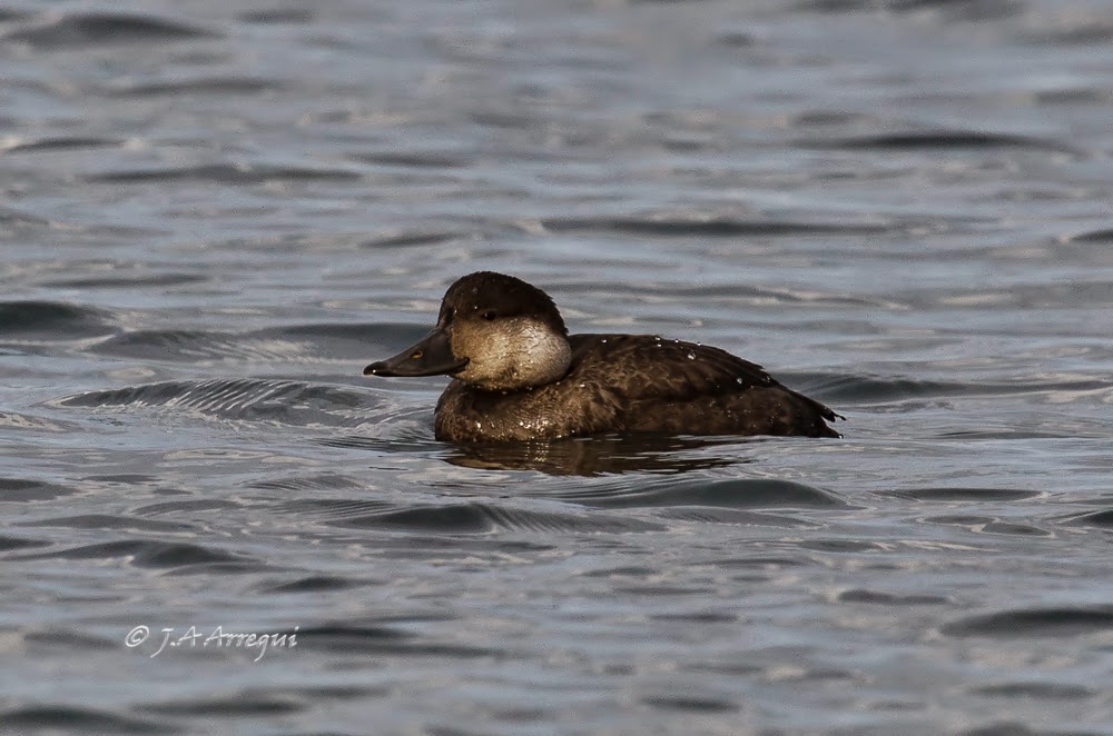 Negrón común, Melanitta nigra, Common Scoter Negrón común, Melanitta nigra, Common Scoter