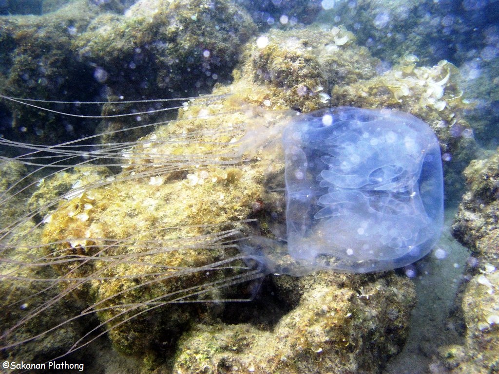 Koh Samui Moves With Box Jellyfish Plan