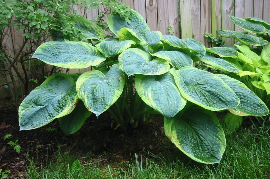 A Leafy Indulgence: Full Figured Frances Williams