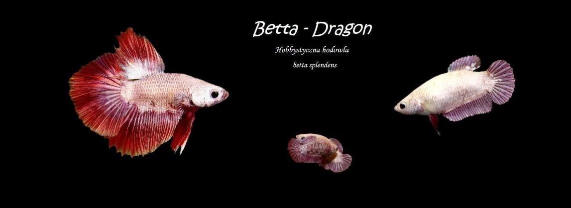 Betta dragon