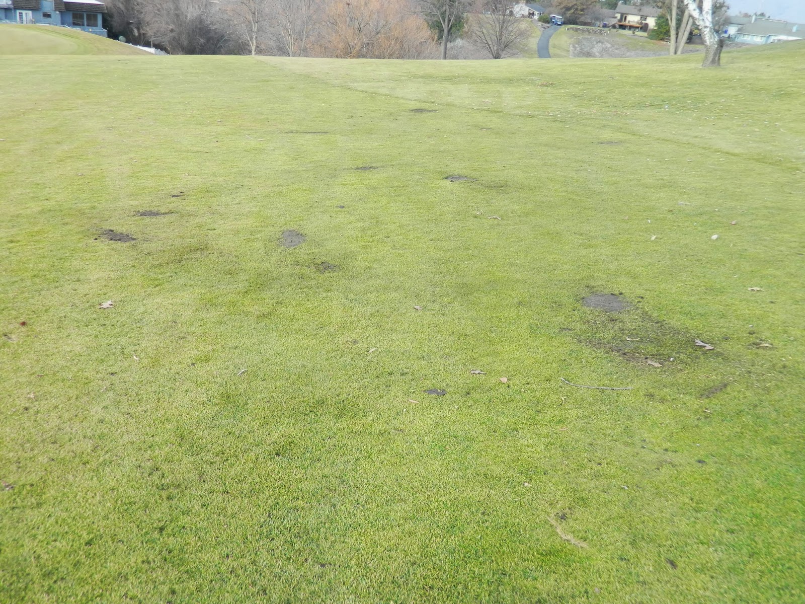 LGCC Golf Maintenance Grinding Tree Roots