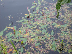 Polygonum amphibium – Rdest ziemnowodny forma wodna (f. natans)