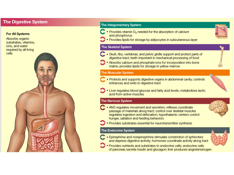 Human System Interactions: Digestive System
