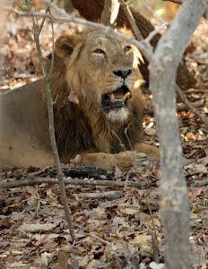 A young male lion :- Photo Sudhir.Bhskta