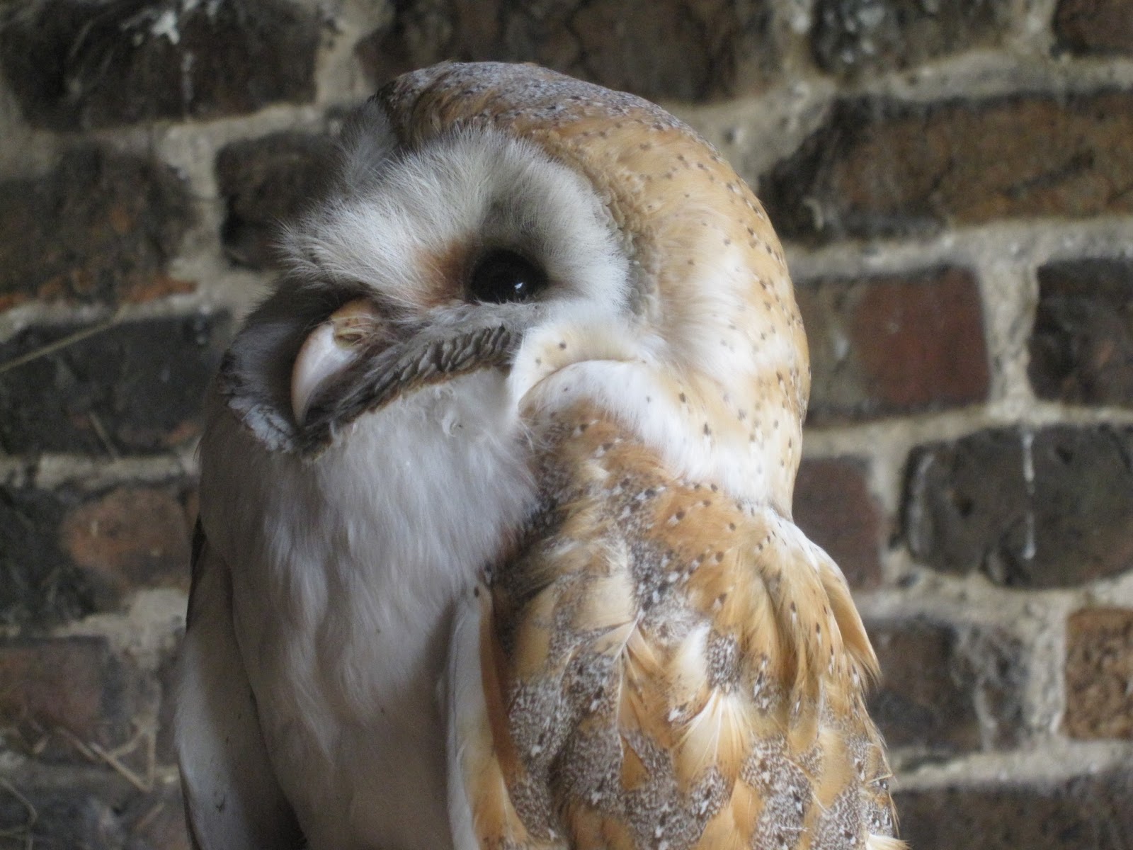 Wilde About Birds A Barn Owl Encounter