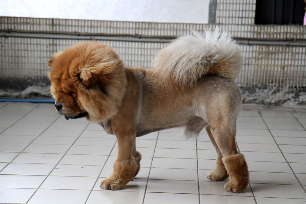 Posh Purpose Bits From Behind the Scenes A Lion Dog