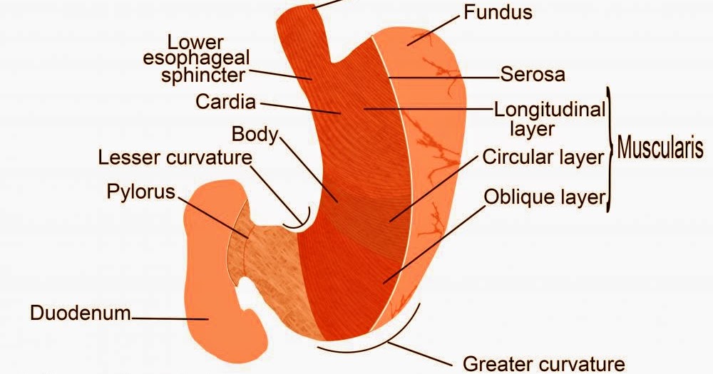 Stomach problem | Information