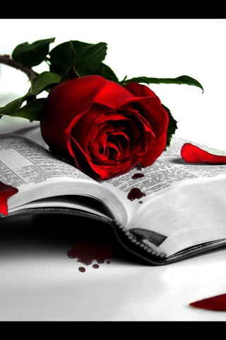 Wallpaper Of Roses. wallpaper red rose. red rose
