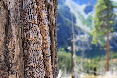 Bark and Out of Focus Background 