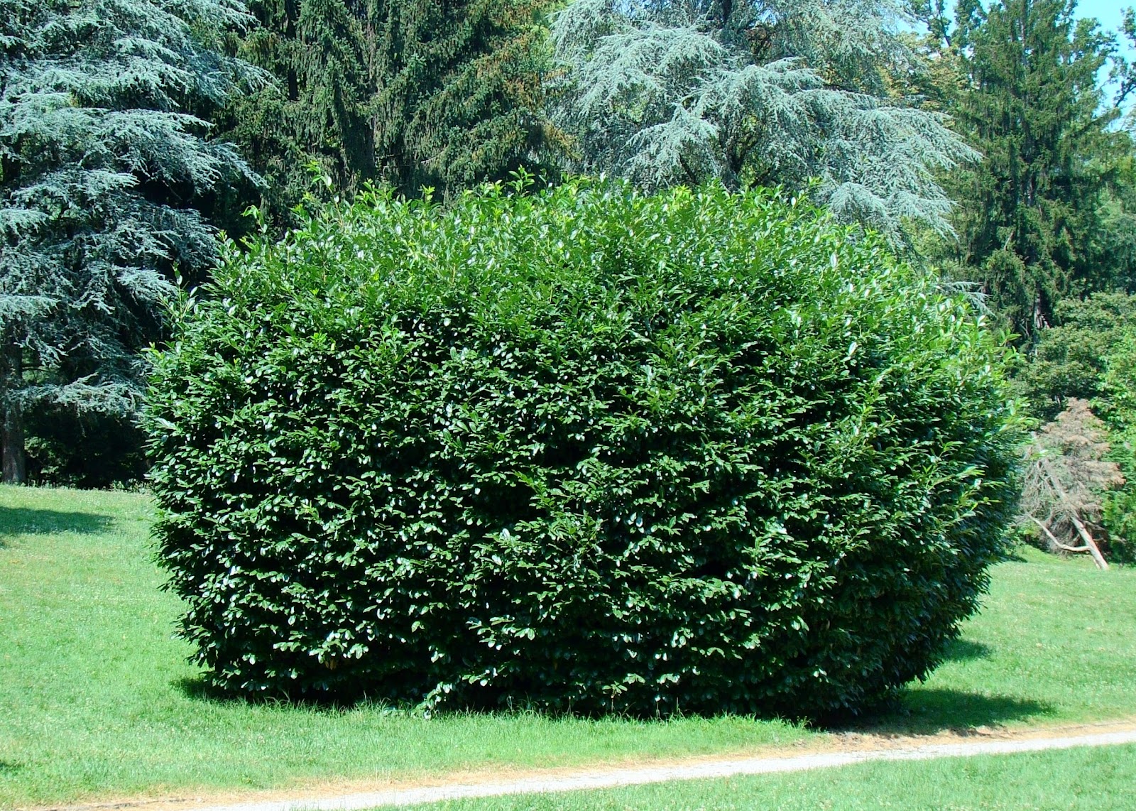 Large bush pic