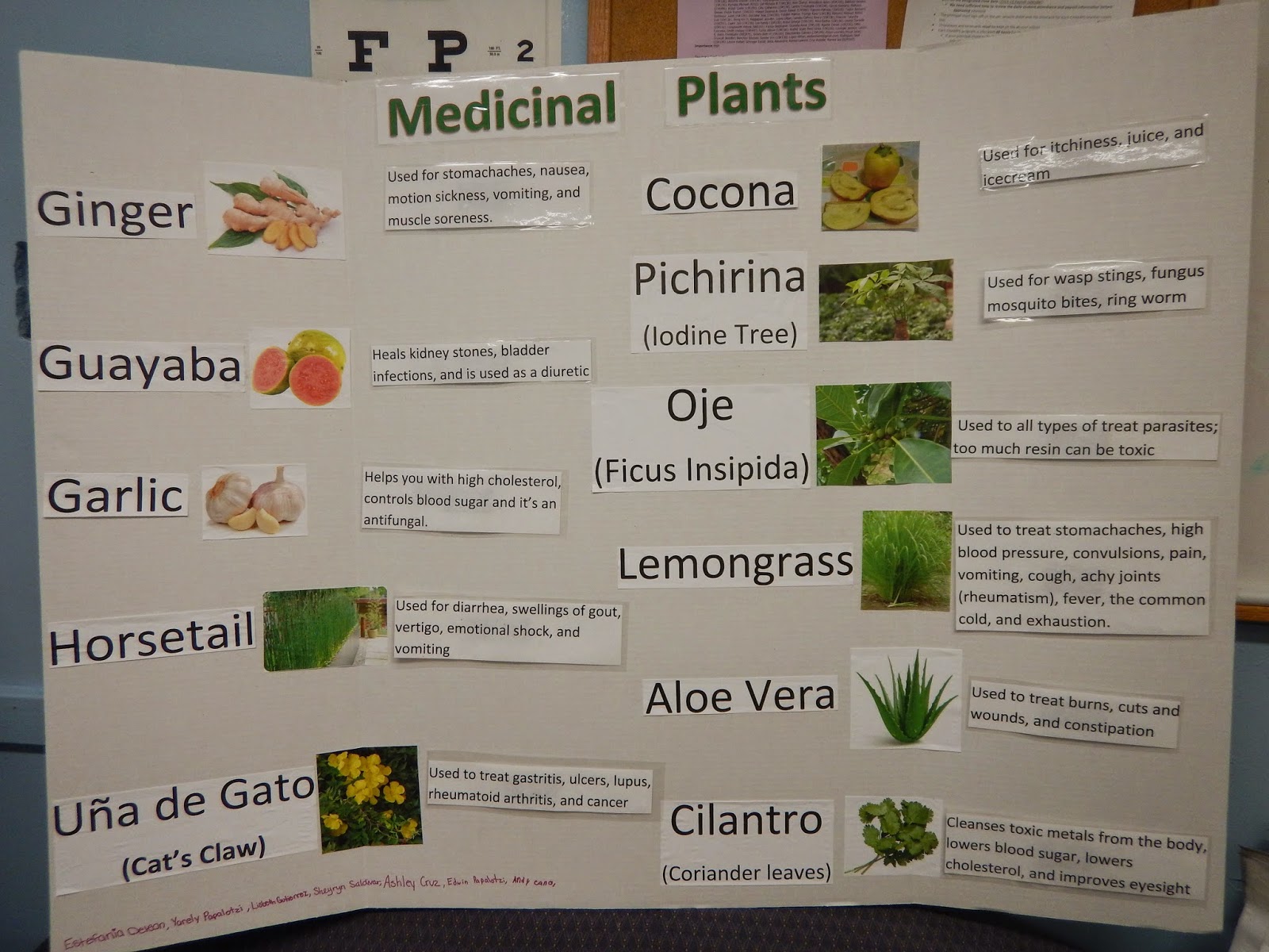 Medicinal plants - wikipedia picture