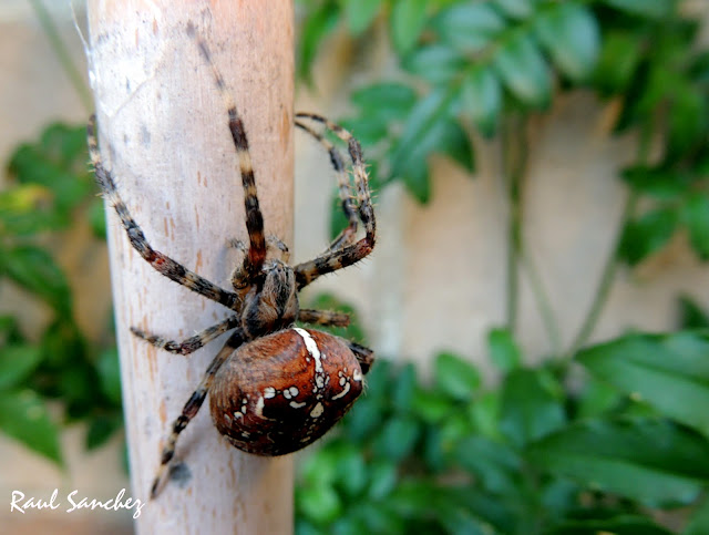 Naturaleza Viva : Araña de jardin ( Araneus diadematus )