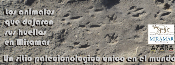 Sitio Paleoicnologico en Miramar