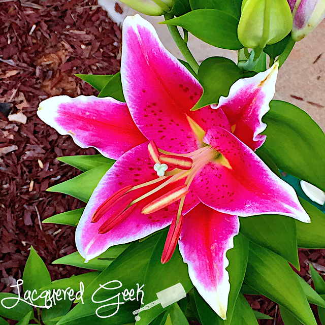 Stargazer Lily by Lacquered Geek