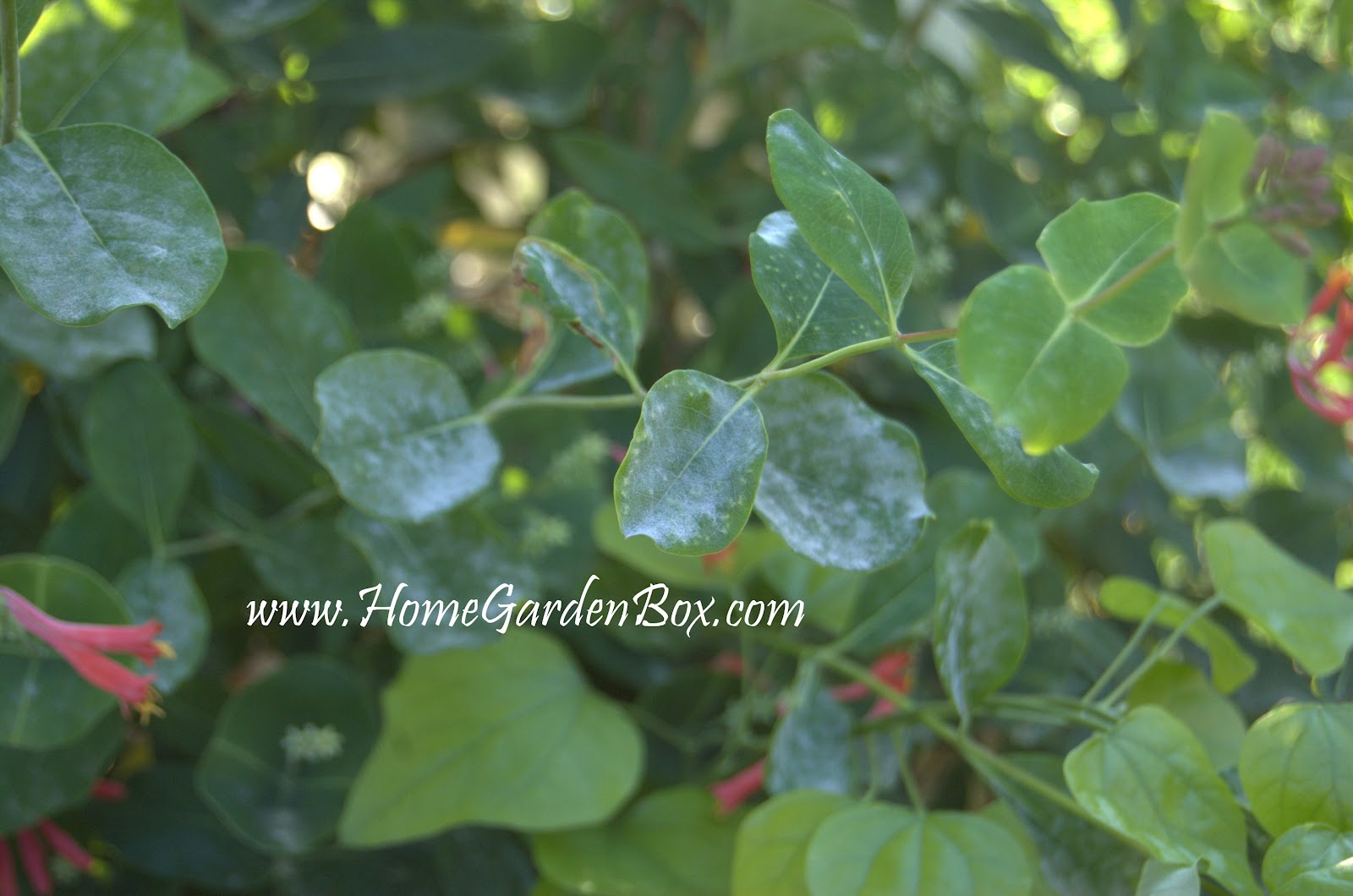 Powdery Mildew and How to Fix It! Growing The Home Garden
