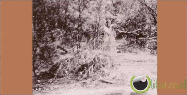 The Watcher The Watcher