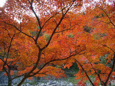 愛知県・香嵐渓の紅葉