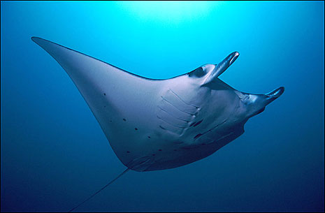 Mantas are considered ghost fish and hence'feared' by the local fishermen