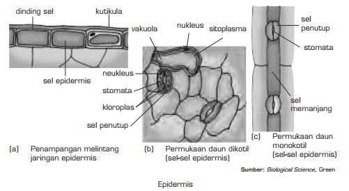 Apa Itu Jaringan Epidermis Parenkim Kolenkim Dan Sklerenkim