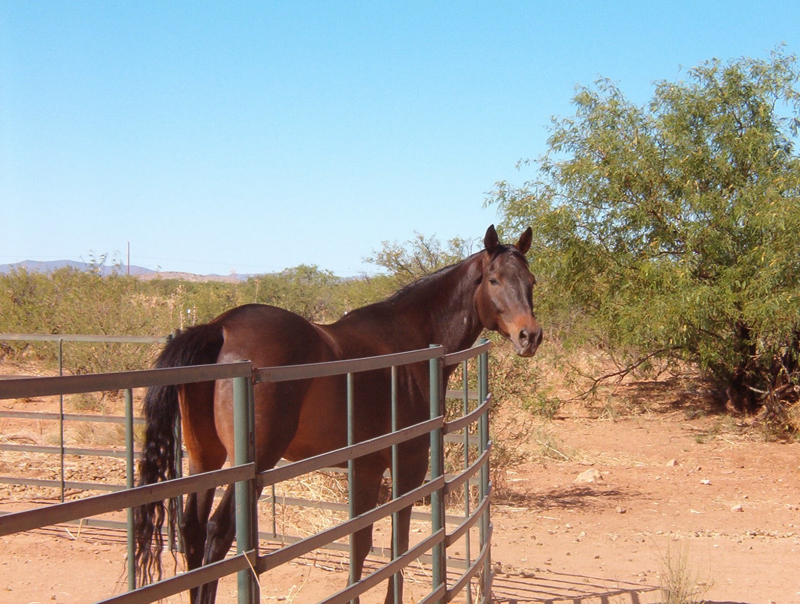 Cavalry Rider Exploding Horses