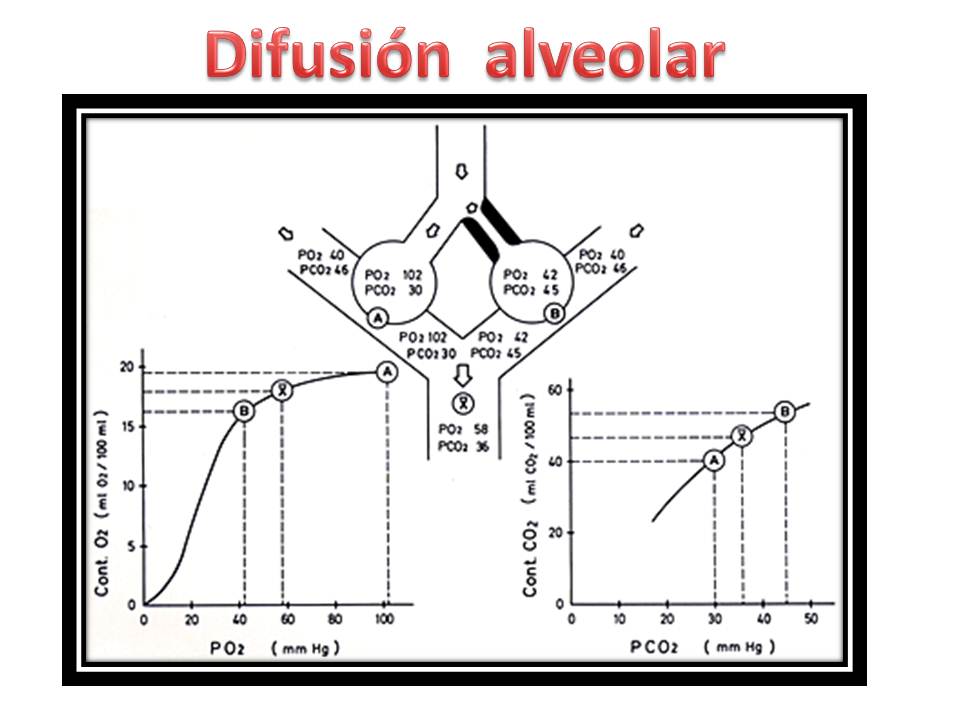 Fisiología de Clarisa Angulo Ira Fox DIFUSION ALVEOLAR