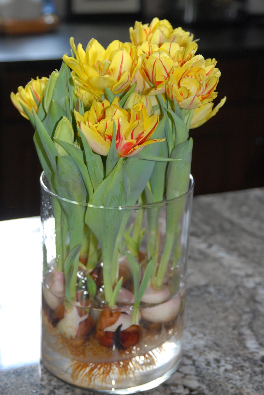 RUE MOUFFETARD TULIPS!!!.....and a Happy Easter