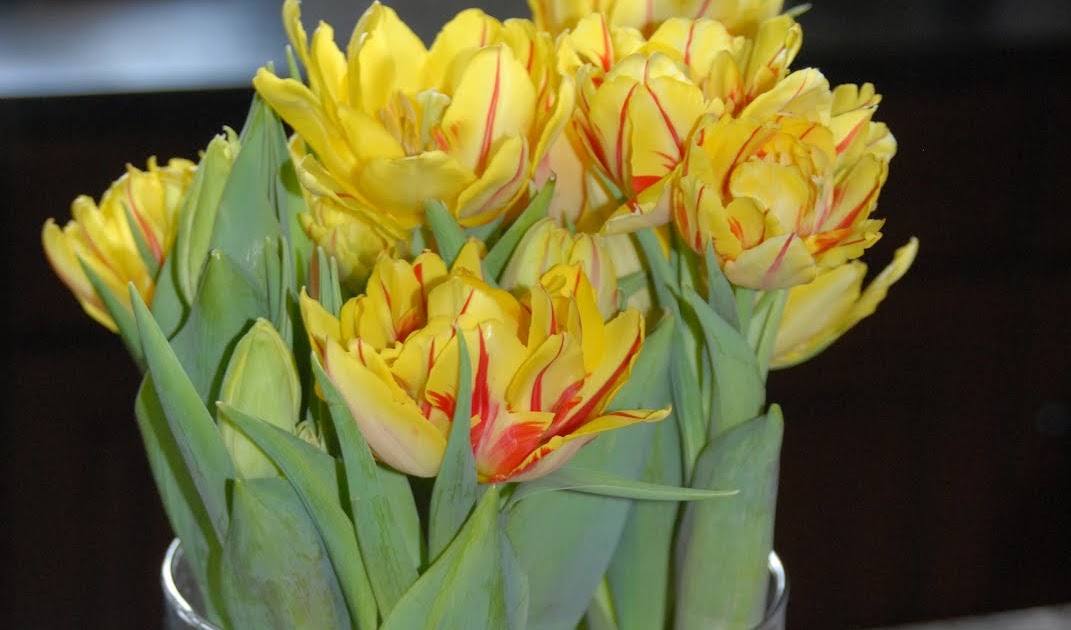 RUE MOUFFETARD TULIPS!!!.....and a Happy Easter