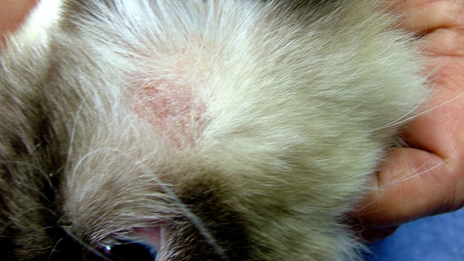 Ring Worm Treatment For Cats Cat Choices